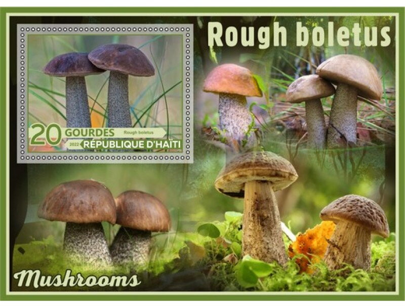 Mushrooms Rough boletus