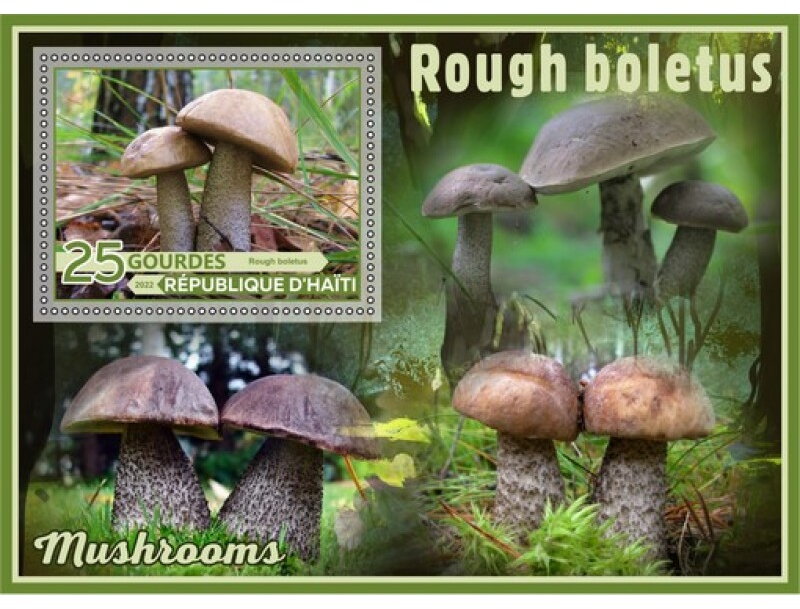 Mushrooms Rough boletus