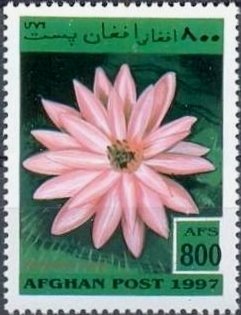 Nymphaea Rubra