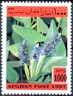 Stamp, Pontederia Corddata, Afghanistan,  , Flowers, Plants (Flora), Aquatic Plants