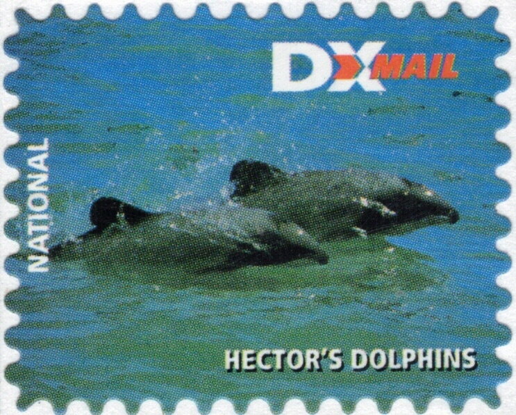 Hector's Dolphins