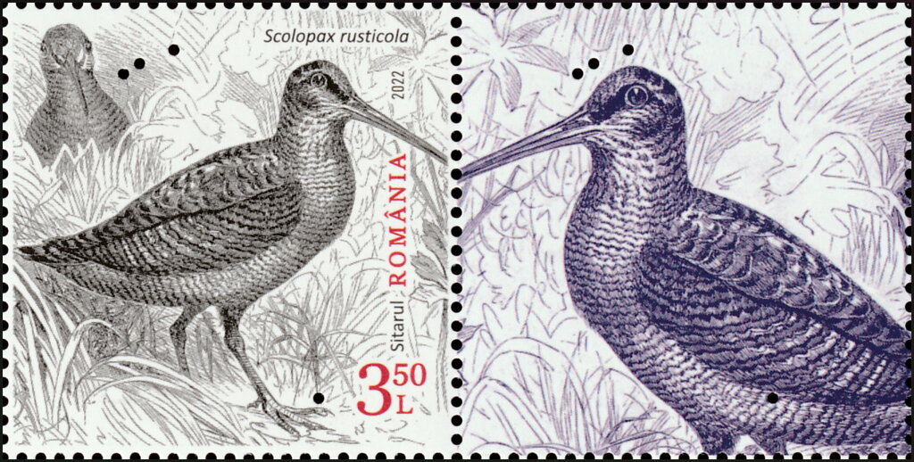 Eurasian Woodcock (Scolopax rusticola)