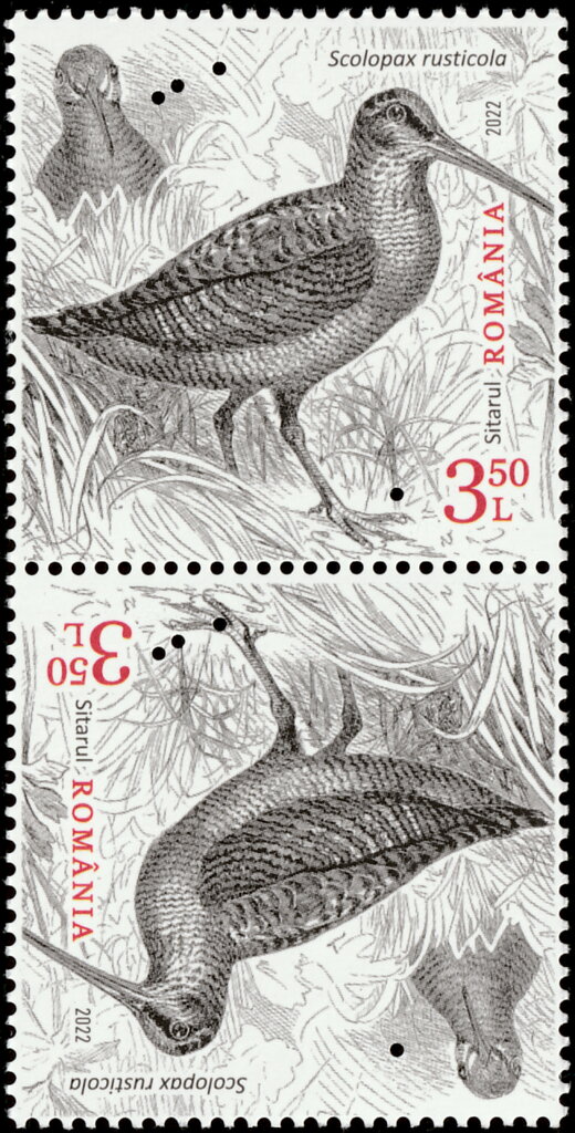 Eurasian Woodcock (Scolopax rusticola)