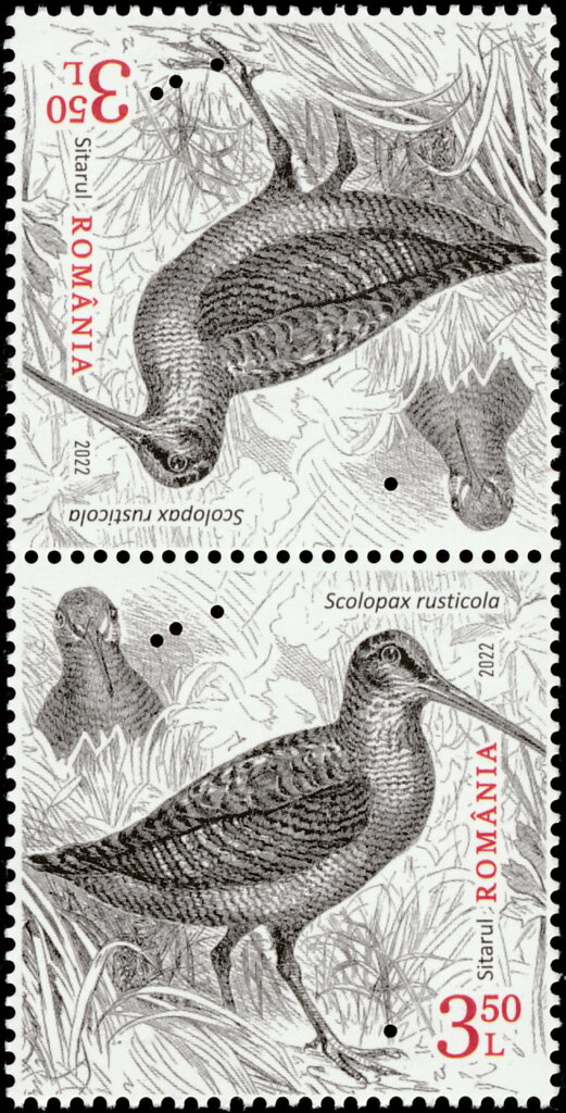 Eurasian Woodcock (Scolopax rusticola)