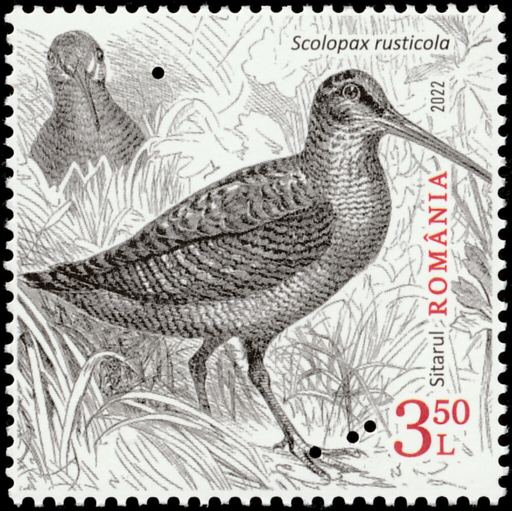 Eurasian Woodcock (Scolopax rusticola) Type II