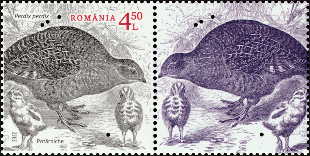 Grey Partridge (Perdix perdix)