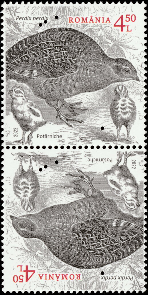 Grey Partridge (Perdix perdix)