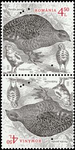 Tete-Beche, Grey Partridge (Perdix perdix), Romania,  , Animals (Fauna), Birds