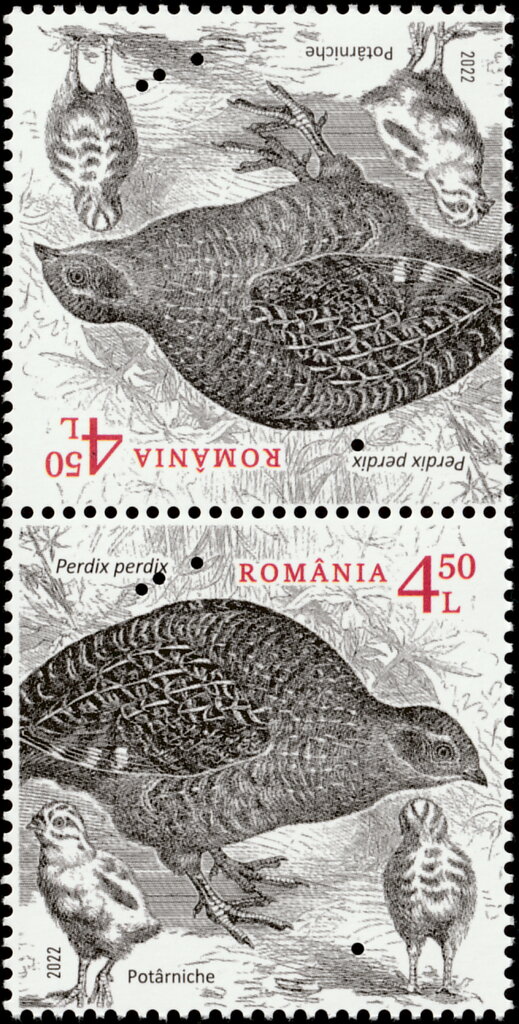 Grey Partridge (Perdix perdix)