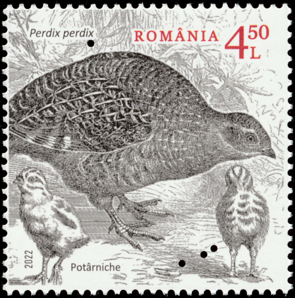 Grey Partridge (Perdix perdix) Type II