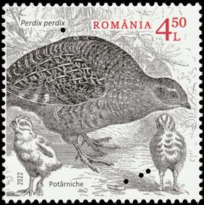 Stamp, Grey Partridge (Perdix perdix) Type II, Romania,  , Animals (Fauna), Birds