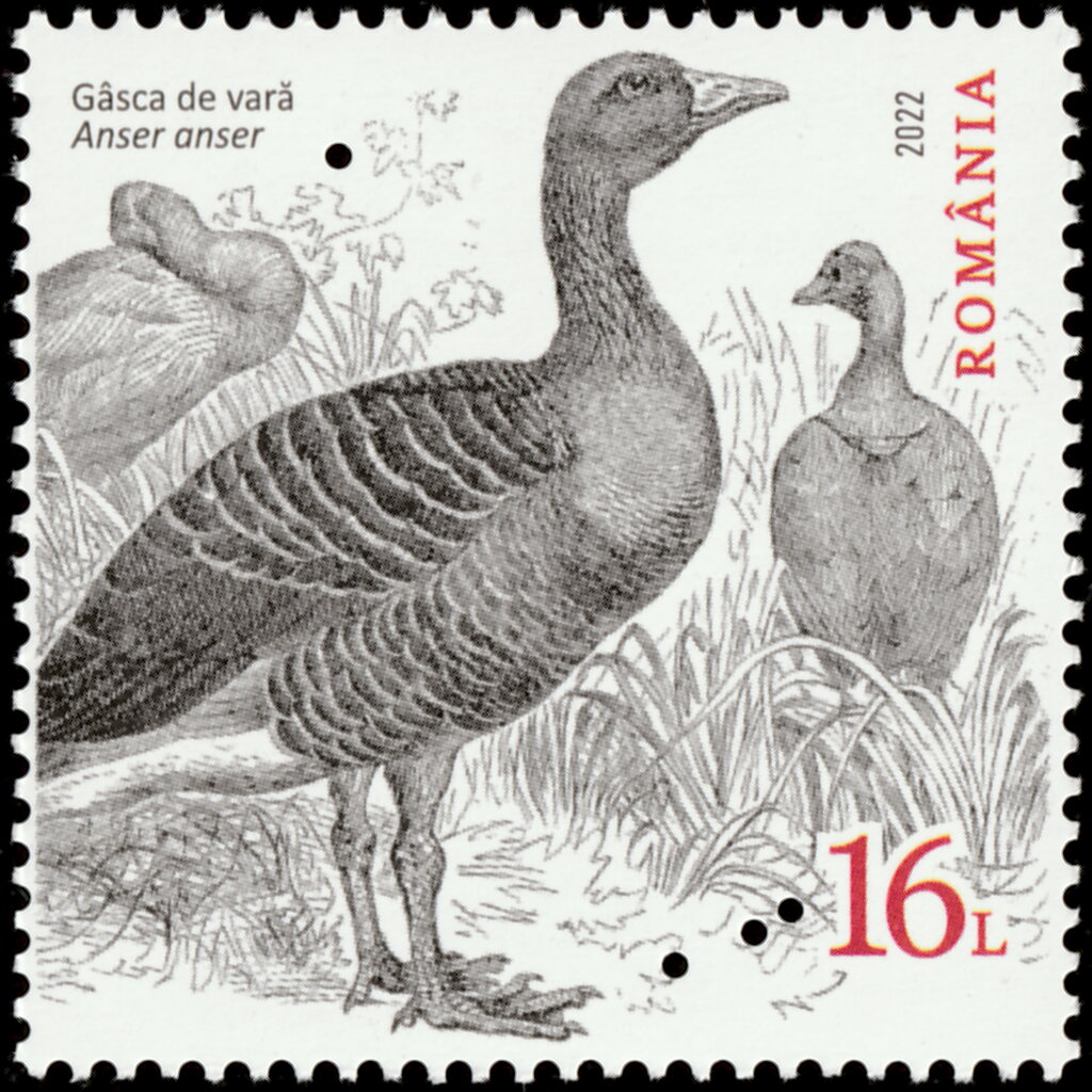 Greylag Goose (Anser anser) Type II