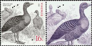 Stamp with Attached Label, Greylag Goose (Anser anser) Type II, Romania,  , Animals (Fauna), Birds