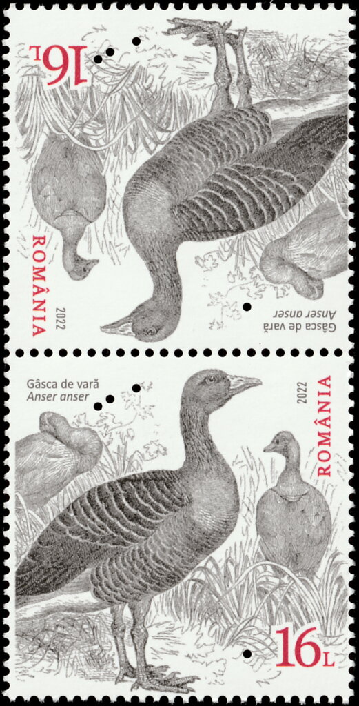 Greylag Goose (Anser anser) Type II
