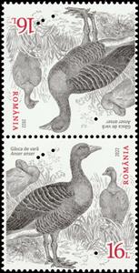 Tete-Beche, Greylag Goose (Anser anser) Type II, Romania,  , Animals (Fauna), Birds