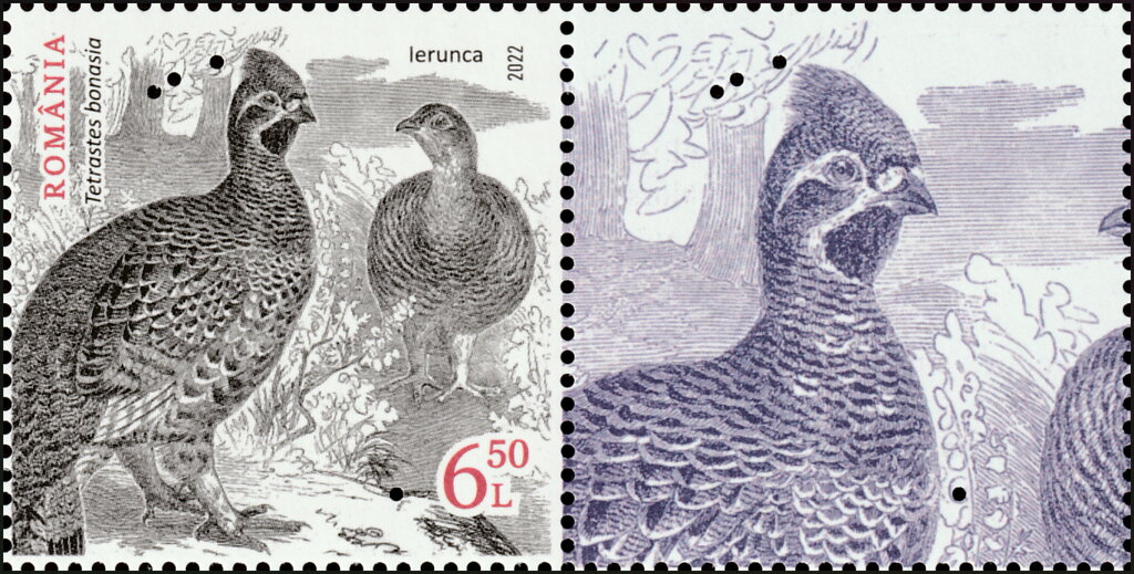 Hazel Grouse (Tetrastes bonasia)
