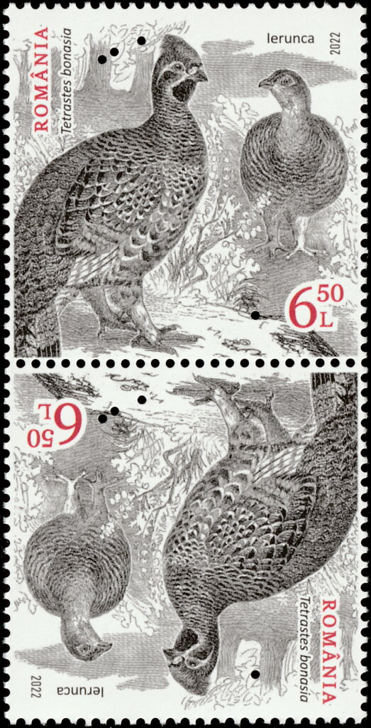 Hazel Grouse (Tetrastes bonasia)