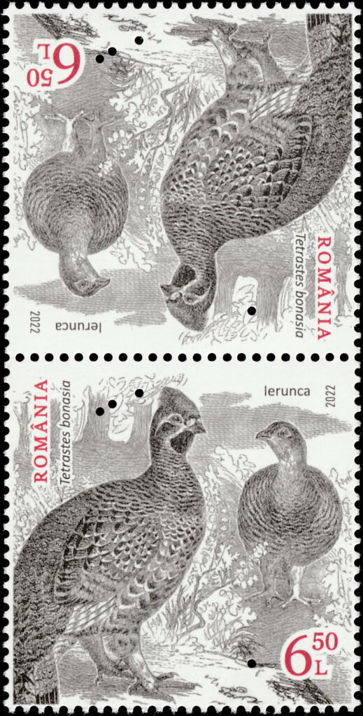 Hazel Grouse (Tetrastes bonasia)
