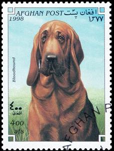 Stamp, Bloodhound (Canis lupus familiaris), Afghanistan,  , Dogs