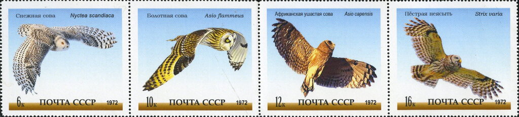 Owls