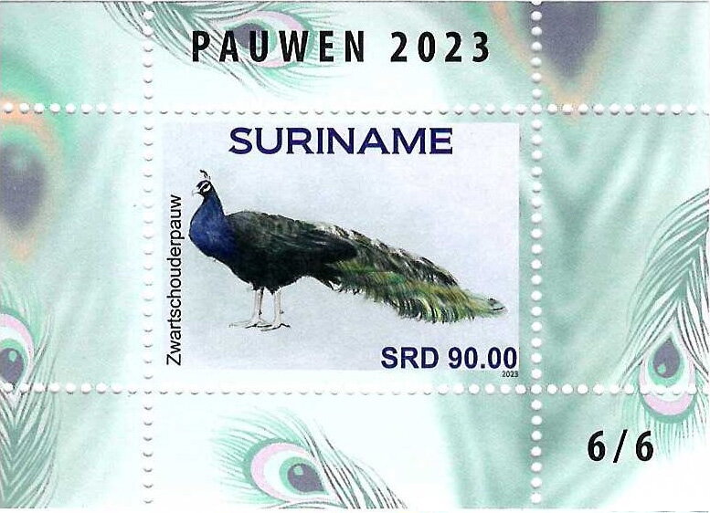 Black Peafowl (Pavo cristatus)