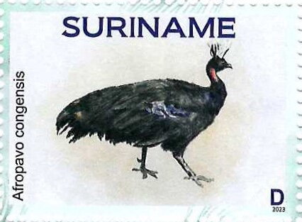 Congo Peafowl (Afropavo congensis)