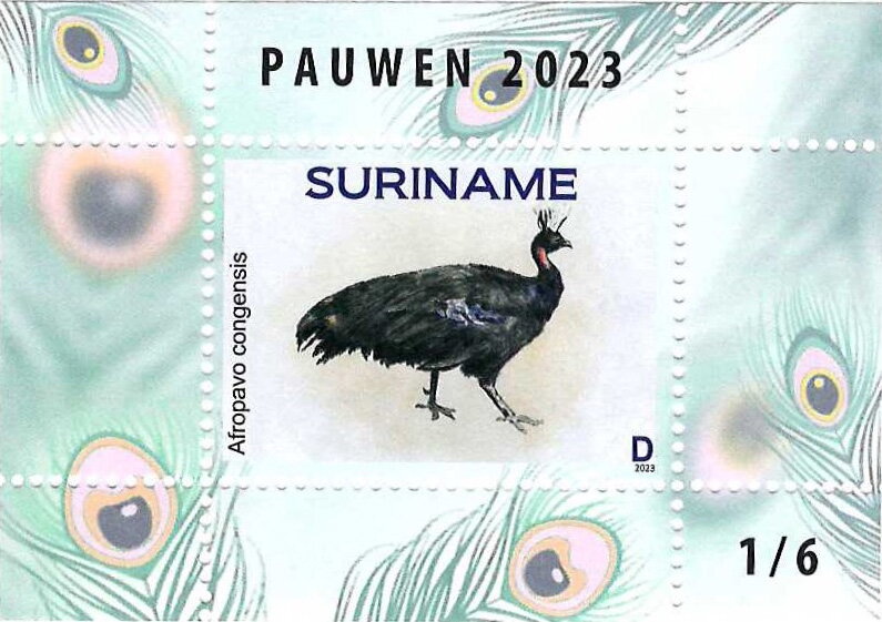 Congo Peafowl (Afropavo congensis)