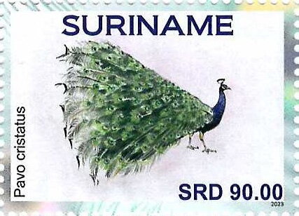 Indian Peafowl (Pavo cristatus)