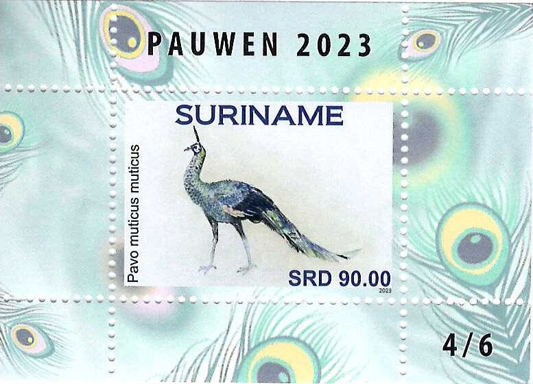 Indonesian Peafowl (Pavo muticus)