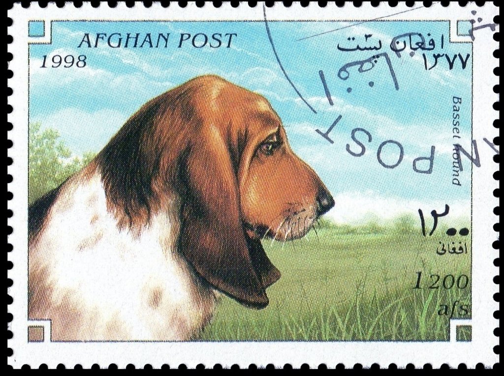 Basset (Canis lupus familiaris)