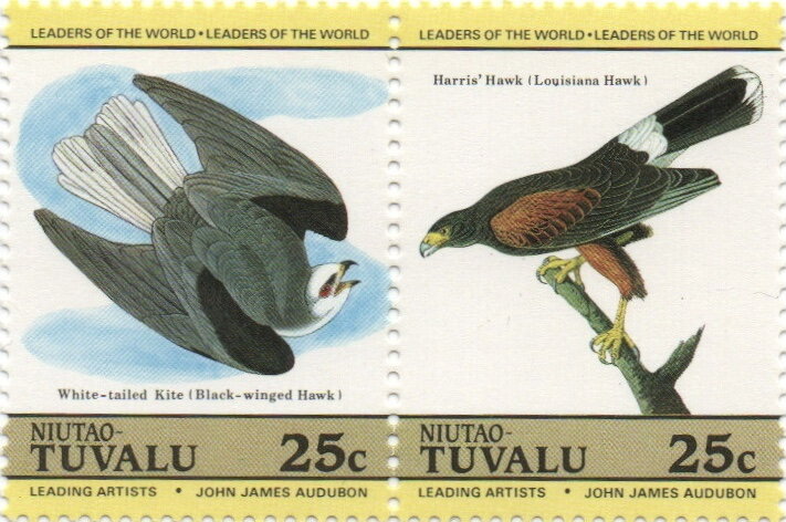 Birds