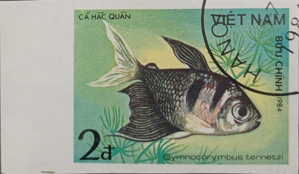 Black Tetra (Gymnocorymbus ternetzi)