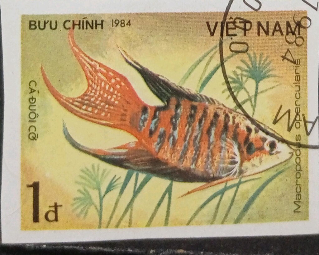 Paradise Fish (Macropodus opercularis)