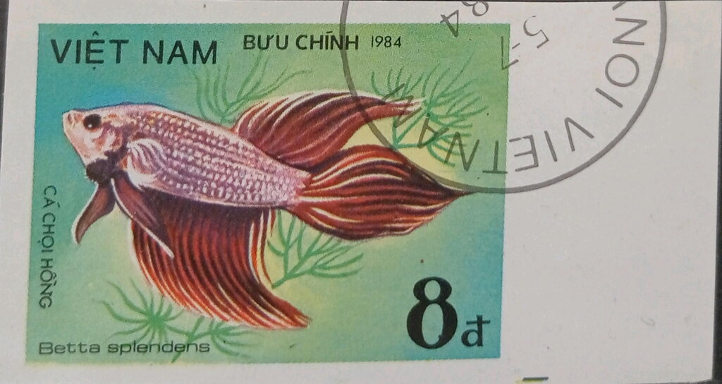 Siamese Fighting Fish (Betta splendens)