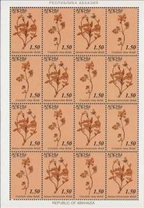 Full Pane, Annaea hieracioides and Corydalis vittae, Abkhazia,  , Plants (Flora)