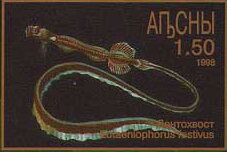 Stamp, Eutaeniophorus festivus, Abkhazia,  , Fishes