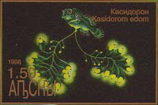 Kasidorom edom