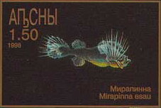 Mirapinna esau