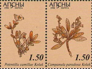 Potentilla camillae and Campanula paradoxa