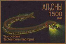 Tactostoma macropus
