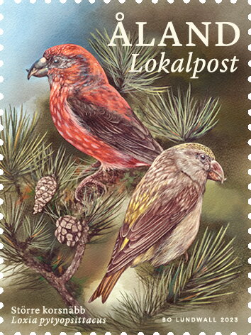 Parrot crossbill (Loxia pytyopsittacus)