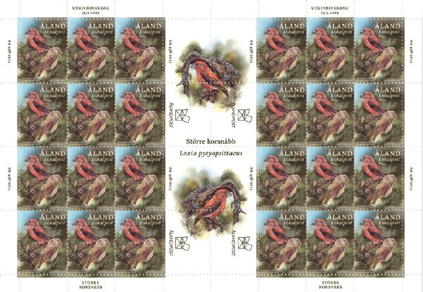 Parrot crossbill (Loxia pytyopsittacus)