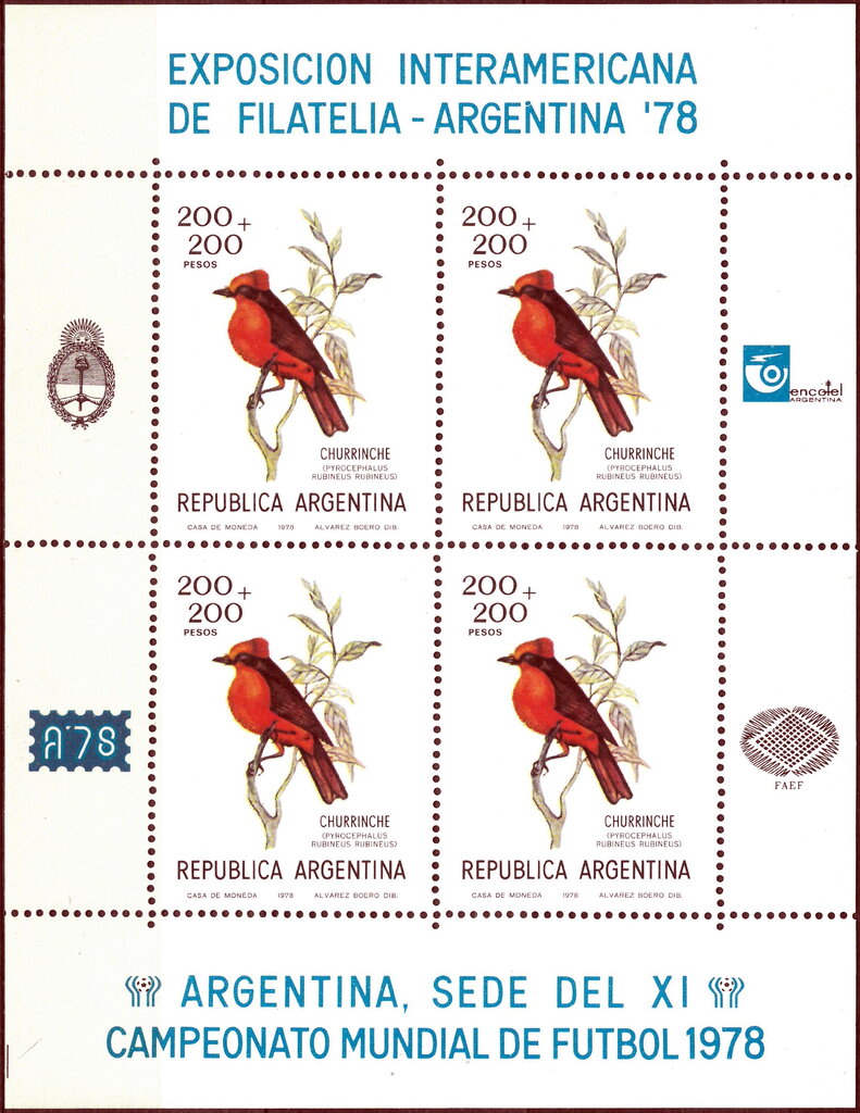 Vermilion Flycatcher (Pyrocephalus rubinus rubiinus)