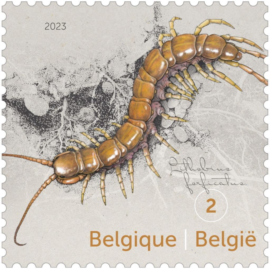 Brown Centipede (Lithobius forficatus)