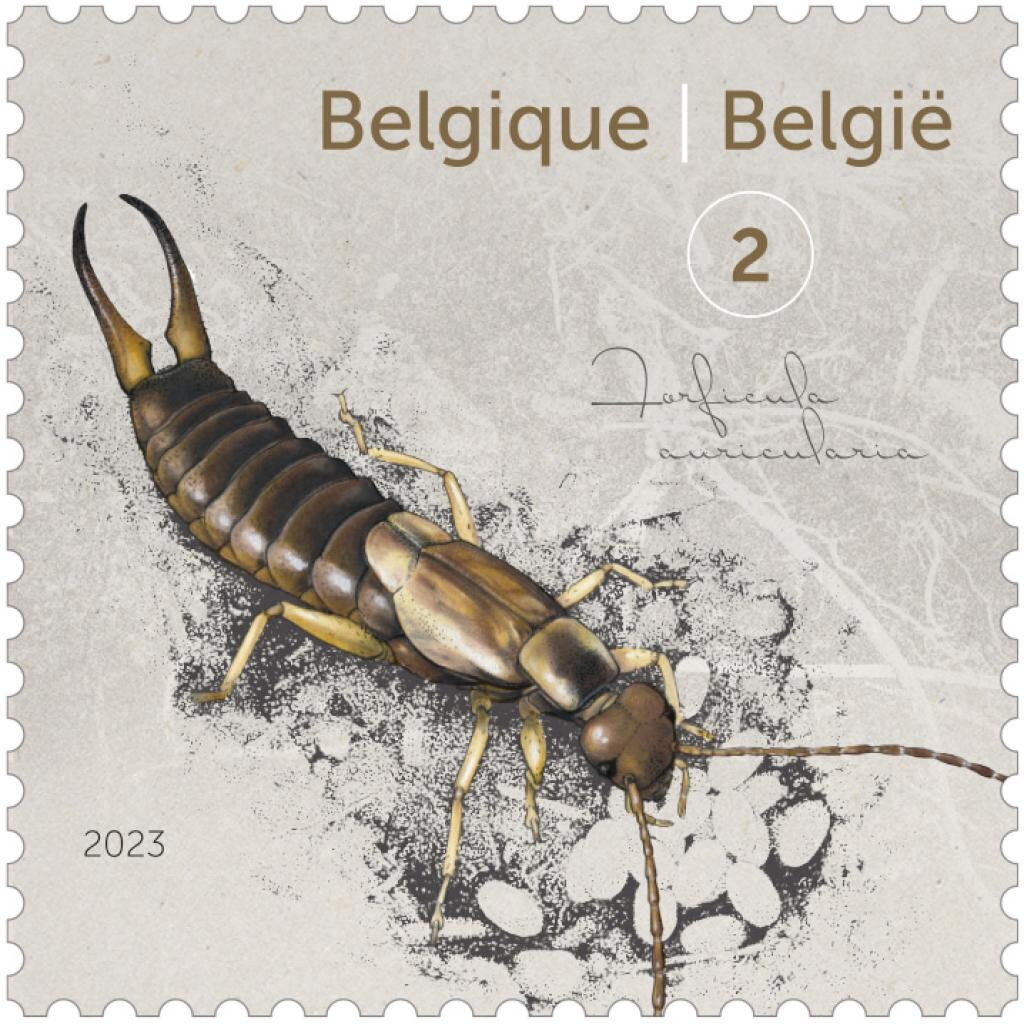 European Earwig (Forficula auricularia)