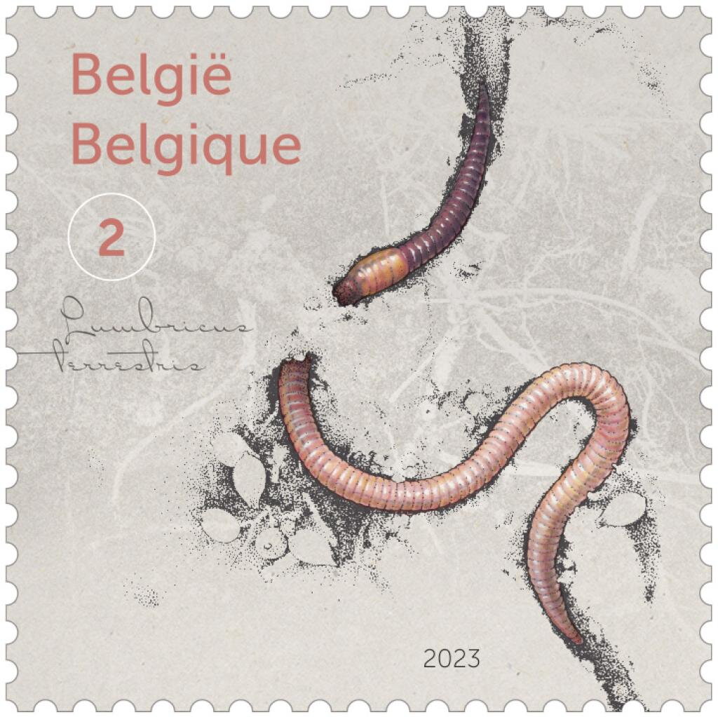 Lumbricus terrestris
