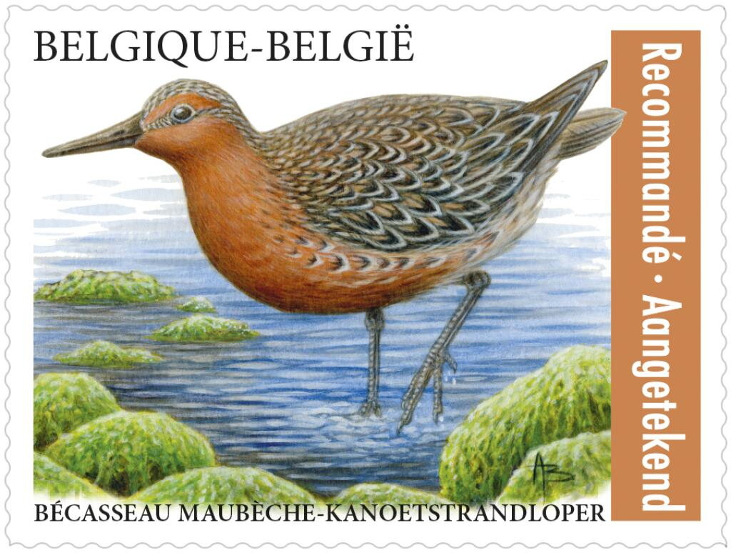 Red Knot (Calidris canutus)