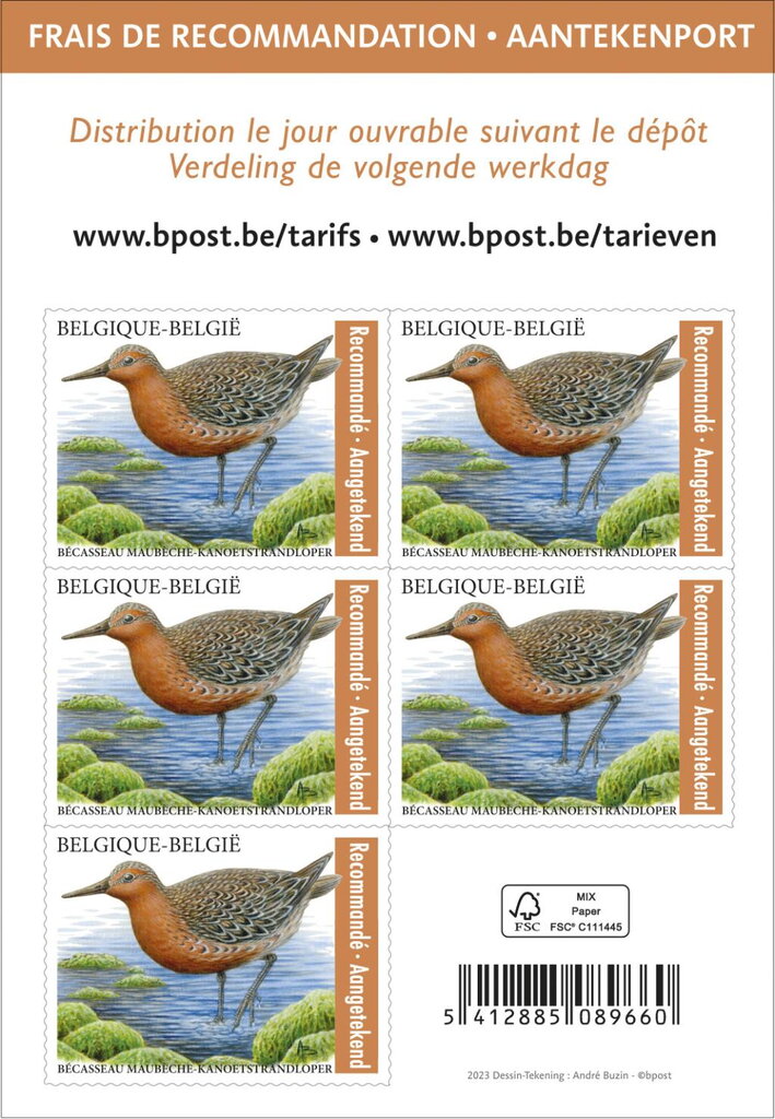Red Knot (Calidris canutus)