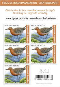 Full Pane, Red Knot (Calidris canutus), Belgium,  , Animals (Fauna), Birds