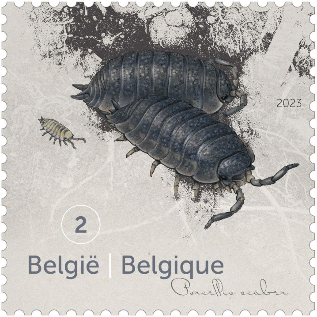Rough Woodlouse (Porcellio scaber)